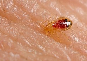A bed bug nymph feeding on host